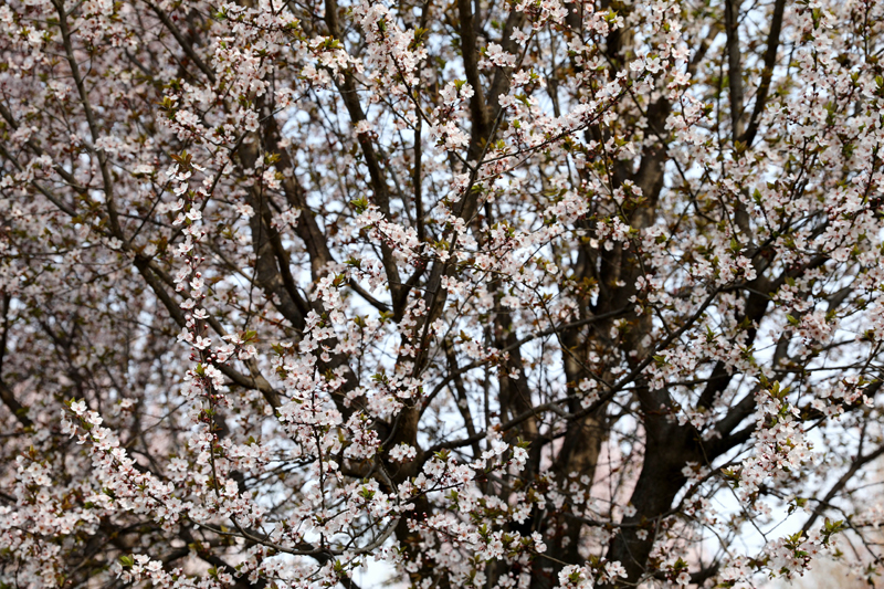 9N1A7260.JPG 9N1A7260.JPG